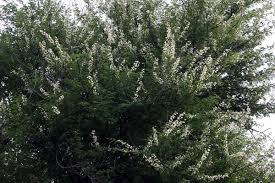 Image result for Acacia robusta