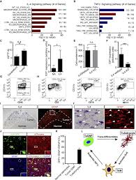 The lyrics of ily (i love you baby) are actually a complete repurposement of the chorus from frankie valli's 1967 smash hit can't take my eyes off you. chorus i love you, baby, and if it's quite all right i need you, baby, to warm these lonely nights i love you, baby trust in me when i say i love you. Astrocytic Trans Differentiation Completes A Multicellular Paracrine Feedback Loop Required For Medulloblastoma Tumor Growth Sciencedirect