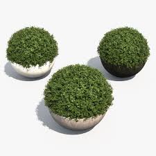 3d Boxwood Shrubs Bubble Pots Box Wood Shrub Shrubs Landscape Materials