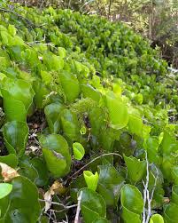 Image result for Hymenophyllum capillare