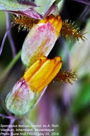 Image result for Sporobolus festivus