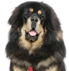 Tibetan Mastiff Puppies For Sale Adoptapet Com