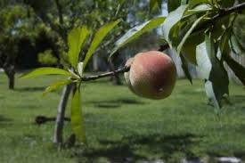 We've used panorama tree care on several occasions, each time the process was seamless. Pin On New Gardening Know How Articles