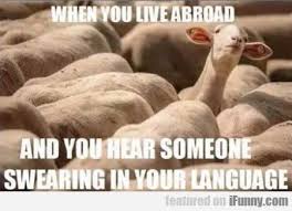 Lovethispic is a place for people to share funny memes pictures, images, and many other types of photos. Download Funny Memes Pictures Apsgeyser