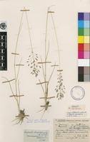Image result for Eragrostis patentipilosa