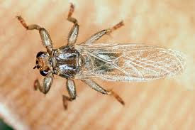 Von würmern, flöhen und zecken über läuse und mücken bis zu hautpilzen und einzellern wie giardien und toxplasma erhalten sie fachlich fundierte und verständliche informationen und hilfestellungen. Parasiten Hirschlausfliege Vet Team Pottenstein