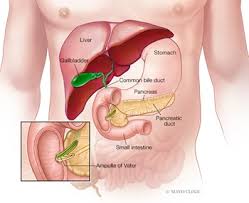 Image result for pancreas)