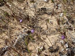 Image result for Dicliptera paniculata