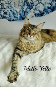 Here are some things to know when talking to maine coon cat breeders. Yeti Coons Maine Coon Breeder Maine Coon Maine Coon Minnesota