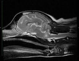 The length of remaining life is determined by the size of the tumor, how. Brain Tumor In Dogs Prognosis Survival Symptoms And Treatment
