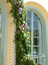 Image result for Dalechampia