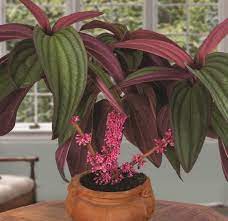 Pin On Unusual Plants And Flowers