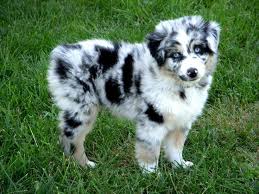 We offer 21 miniature australian shepherd puppies for sale in tennessee. Shepherd Puppies Aussie Dogs Cute Dogs