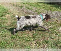 For over thirty years, garten kennels has provided akc german wirehaired pointer pups from proven lines, as well as dog training, started and fully trained dogs, and stud services. Puppyfinder Com German Wirehaired Pointer Puppies Puppies For Sale Near Me In North Carolina Usa Page 1 Displays 10