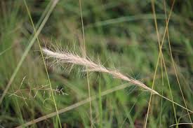 Image result for Aristida congesta