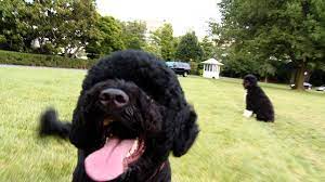 A companion dog, sunny, joined the family in august 2013. Introducing The Newest Obama Sunny Youtube