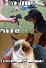 Grumpy cat memes clean funny. Angry Cat Quotes Tumblr Grumpy Cat Tumblr Dogtrainingobedienceschool Com