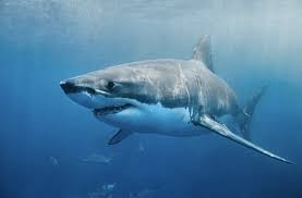 Перевод контекст tiburón blanco c испанский на русский от reverso context: Bucear Con Tiburones Blancos Los Mejores Lugares Animals Around The Globe