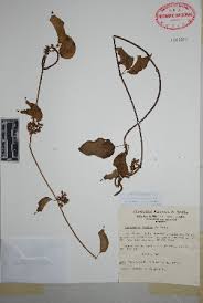 Image result for Marsdenia macrantha