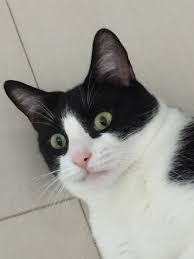 Pin By Nastya Kulik On Kisiki Pretty Cats Cute Cats Cute Cats And Kittens