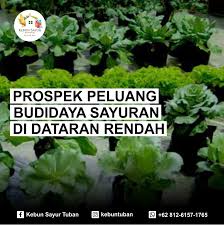 The lime green leaves in the left foreground are those of acer shirasawanum 'aureum'. Kebun Sayur Tuban Photos Facebook