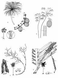 Image result for Rhytachne subgibbosa