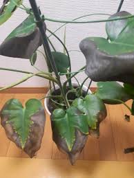 モンステラの葉が茶色になった時の対処法 お世話になります 2年前に1 その他 趣味 アウトドア 車 教えて Goo