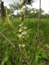 Image result for Neonotonia wightii