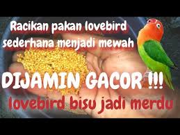 Check spelling or type a new query. Bongkar Pembuatan Pakan Kencang Lovebird Konslet Litetube