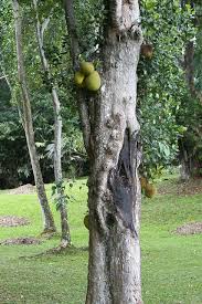 Image result for Artocarpus heterophyllus