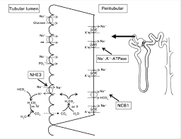 The proximal tubule is the portion of the duct system of the nephron of the kidney which leads from bowman's capsule to the loop of henle. Proximal Convoluted Tubule Cell Showing Enzyme Na K Atpase In The Download Scientific Diagram