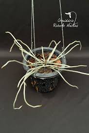 Image result for Microcoelia stolzii