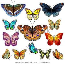 Set Of Colorful Realistic Isolated Butterflies Vector Illustration Immagini Colori Farfalle