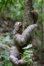 Three Toed Sloth Information Facts The Wild Side Stuffed Safari Blog Three Toed Sloth Sloth Animals Wild