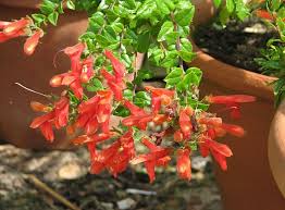 Image result for Parquetina calophylla