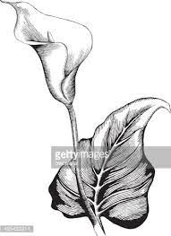 Calla Lilly Ink Style Vector Drawing Click To See More Pencil Drawings Of Flowers Lilies Drawing Pencil Art Drawings