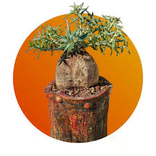 Image result for Kleinia grantii