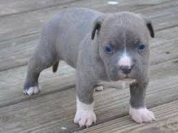 Puppyspot.com has been visited by 100k+ users in the past month Richmond Va Pets Craigslist Pitbull Puppies Pitbull Puppies For Sale Puppy Dog Pictures