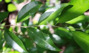 Image result for Drypetes gerrardii