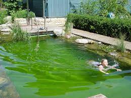 ➤ gartenteich selber bauen einfach erklärt! Gartenteich Anlegen Und Pflegen Diy Academy