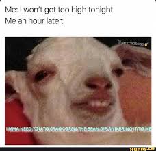 Me I Won T Get Too High Tonight Me An Hour Later Ifunny Animal Memes Funny Relatable Memes Funny Animals