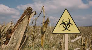 Image result for You are not gluten intolerant, you are glyphosate intolerant