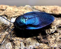 Image result for Riocreuxia chrysochroma