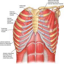 Pathology of the heart, mediastinum, lungs and the second most common chest wall abnormalities that we see on a cxr are metastases in vertebral bodies and ribs. Figure 3 From Relevant Surgical Anatomy Of The Chest Wall Semantic Scholar