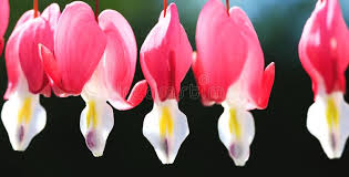 We did not find results for: 14 239 Flower String Photos Free Royalty Free Stock Photos From Dreamstime