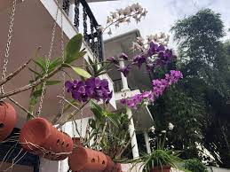 Dendrobium Orchids In Terracotta Pots Dendrobium Orchids Orchids Terracotta Pots