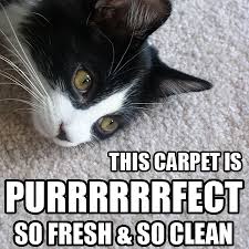 The best moment of the week. Friday Funnies Carpet Cleaning Memes Carpet Cleaning Professional