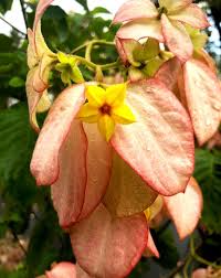 Image result for Mussaenda elegans