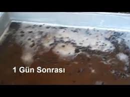 Kara Sinekle Ipli Mucadele Youtube