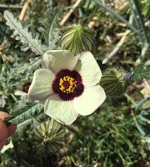 Image result for Hibiscus trionum